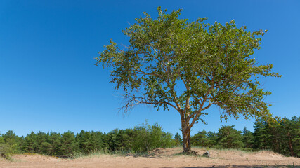 High spreading aspen is on the coastal sand against the backdrop of a pine grove under a blue cloudless sky