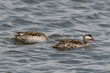 Canard à bec rouge.Anas erythrorhyncha - Red-billed Teal