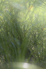 Grain and grass blurred background 