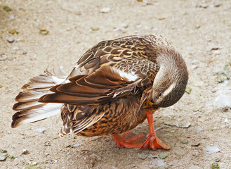 big beautiful duck in the zoo