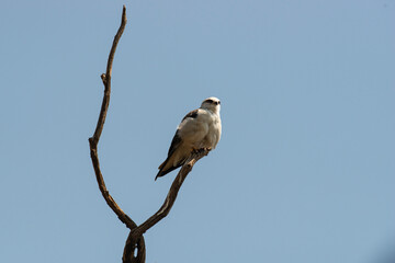 Elanion blanc, .Elanus caeruleus, Black winged Kite