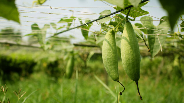 Trichosanthes dioica, also known as pointed gourd, is a vine plant in the family Cucurbitaceae, similar to cucumber and squash, though unlike those it is perennial.