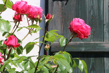 Fototapeta na wymiar Rosengarten vor altem Gebäude, Vorgarten mit blühenden Rosen
