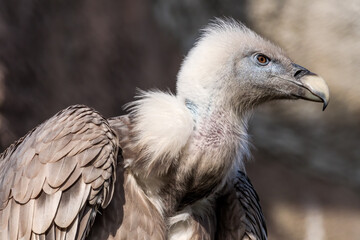 Griffon Vulture (Gyps fulvus)