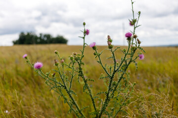 Flower of Thistle in the summer the boundless field. Cloudy sky and dried grass. High quality photo