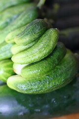 Einlegegurken frisch