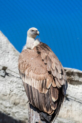 Griffon Vulture (Gyps fulvus)