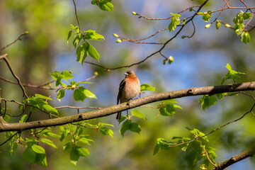 Zięba zwyczajna (Fringilla coelebs) na gałęzi pięknie śpiewa, kolorowy ptak na gałęzi © PeterG