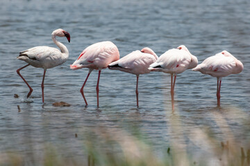 Flamant nain,.Phoeniconaias minor, Lesser Flamingo, Afrique du Sud