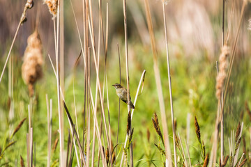 Ptak w trzcinach Rokitniczka Acrocephalus schoenobaenus, dzikie rozlewisko i śpiewający ptak na kłosie