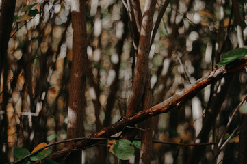tree branches with leaves