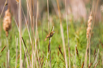 Ptak w trzcinach Rokitniczka Acrocephalus schoenobaenus, dzikie rozlewisko i śpiewający ptak na kłosie