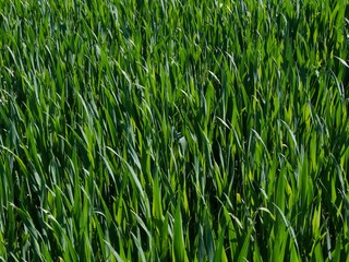 Corn field in spring