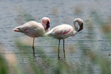 Fototapeta na wymiar Flamant nain,.Phoeniconaias minor, Lesser Flamingo, Afrique du Sud