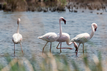 Flamant nain,.Phoeniconaias minor, Lesser Flamingo, Afrique du Sud