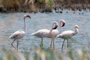Flamant nain,.Phoeniconaias minor, Lesser Flamingo, Afrique du Sud