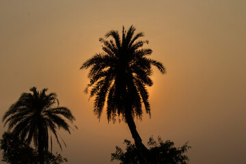 Obraz premium A stunning moment of Sunset created a golden atmosphere with golden light .