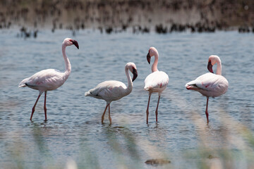 Flamant nain,.Phoeniconaias minor, Lesser Flamingo, Afrique du Sud