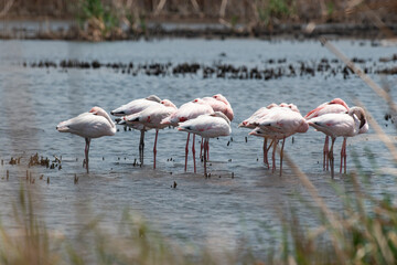 Flamant nain,.Phoeniconaias minor, Lesser Flamingo, Afrique du Sud
