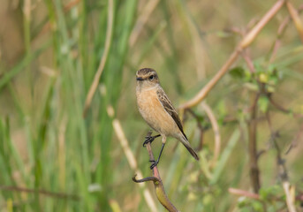 A wild bird on the tree branch at grassland in his habitat  at morning time .