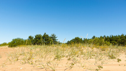 Sand dune with coastal sedge and yellow flowers against the background of a pine grove under a blue cloudless sky