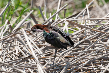 Ibis falcinelle,.Plegadis falcinellus, Glossy Ibis