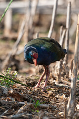 Talève sultane, Poule sultane, .Porphyrio porphyrio, Western Swamphen