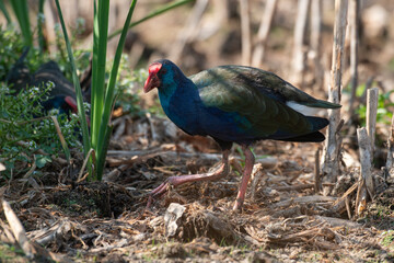 Talève sultane, Poule sultane, .Porphyrio porphyrio, Western Swamphen