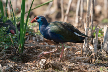 Talève sultane, Poule sultane, .Porphyrio porphyrio, Western Swamphen