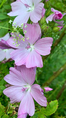 Pink wild mallow or rosa Wildmalve in German 