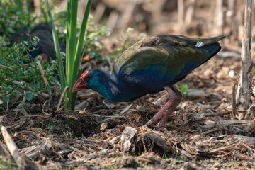 Talève sultane, Poule sultane, .Porphyrio porphyrio, Western Swamphen
