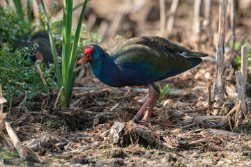 Talève sultane, Poule sultane, .Porphyrio porphyrio, Western Swamphen