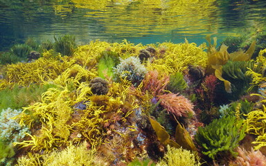 Underwater colorful marine algae in shallow water, Atlantic ocean, Galicia, Spain, Pontevedra