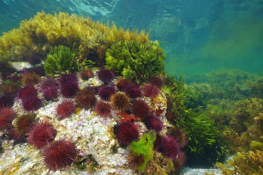 Group of purple sea urchins with algae underwater, Atlantic ocean, Galicia, Spain, Pontevedra