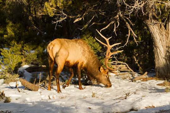 A Rocky Mountain bull elk, on the south rim of the Grand Canyon, brousing on juniper berries and pine boughs.