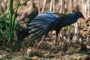 Talève sultane, Poule sultane, .Porphyrio porphyrio, Western Swamphen