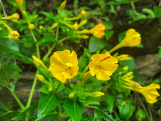 yellow flowers in the garden