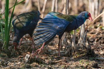 Talève sultane, Poule sultane, .Porphyrio porphyrio, Western Swamphen