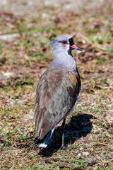 Southern Lapwing (Vanellus chilensis) in Ushuaia area, Land of Fire (Tierra del Fuego), Argentina