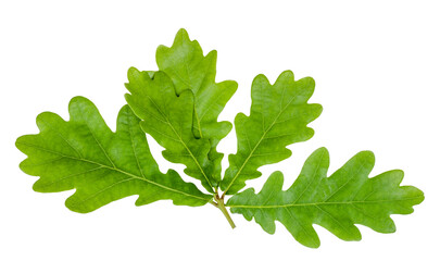 Oak leaves isolated on white, top view