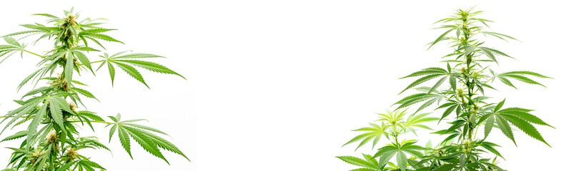 Cannabis, Hanfblätter und weißer Hintergrund isoliert als Banner.