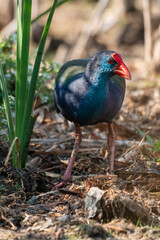 Talève sultane, Poule sultane, .Porphyrio porphyrio, Western Swamphen