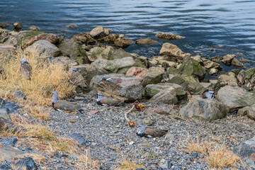 Southern Lapwing (Vanellus chilensis) in Ushuaia area, Land of Fire (Tierra del Fuego), Argentina