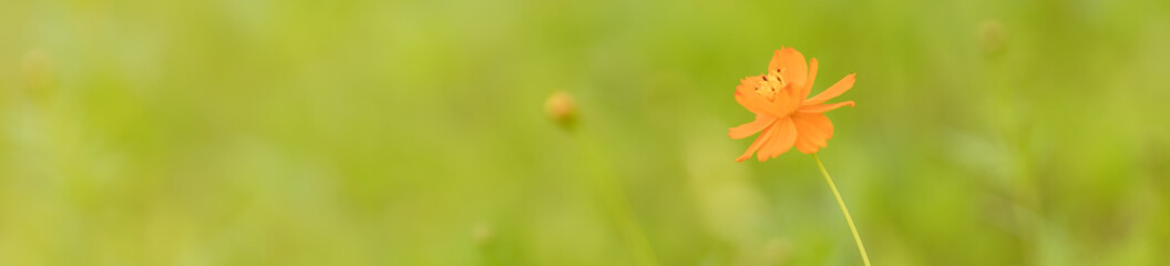 Closeup of nature view orange Cosmos flower on blurred greenery background under sunlight with bokeh and copy space using as background natural plants landscape, ecology cover page concept.