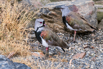Southern Lapwing (Vanellus chilensis) in Ushuaia area, Land of Fire (Tierra del Fuego), Argentina