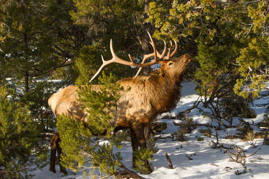A Rocky Mountain bull elk, on the south rim of the Grand Canyon, brousing on juniper berries and pine boughs.