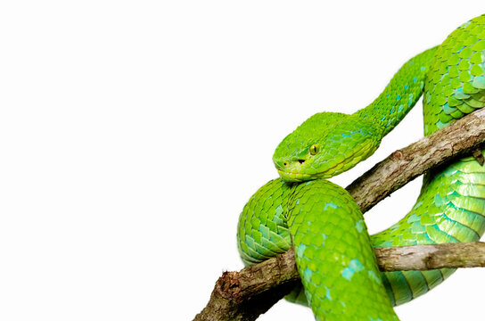 Green Snake 