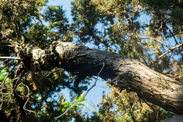 Fototapeta premium trunk of a tree