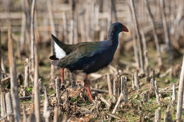 Talève sultane, Poule sultane, .Porphyrio porphyrio, Western Swamphen