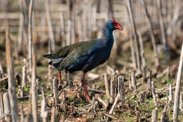 Talève sultane, Poule sultane, .Porphyrio porphyrio, Western Swamphen